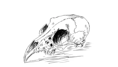 Animal skull